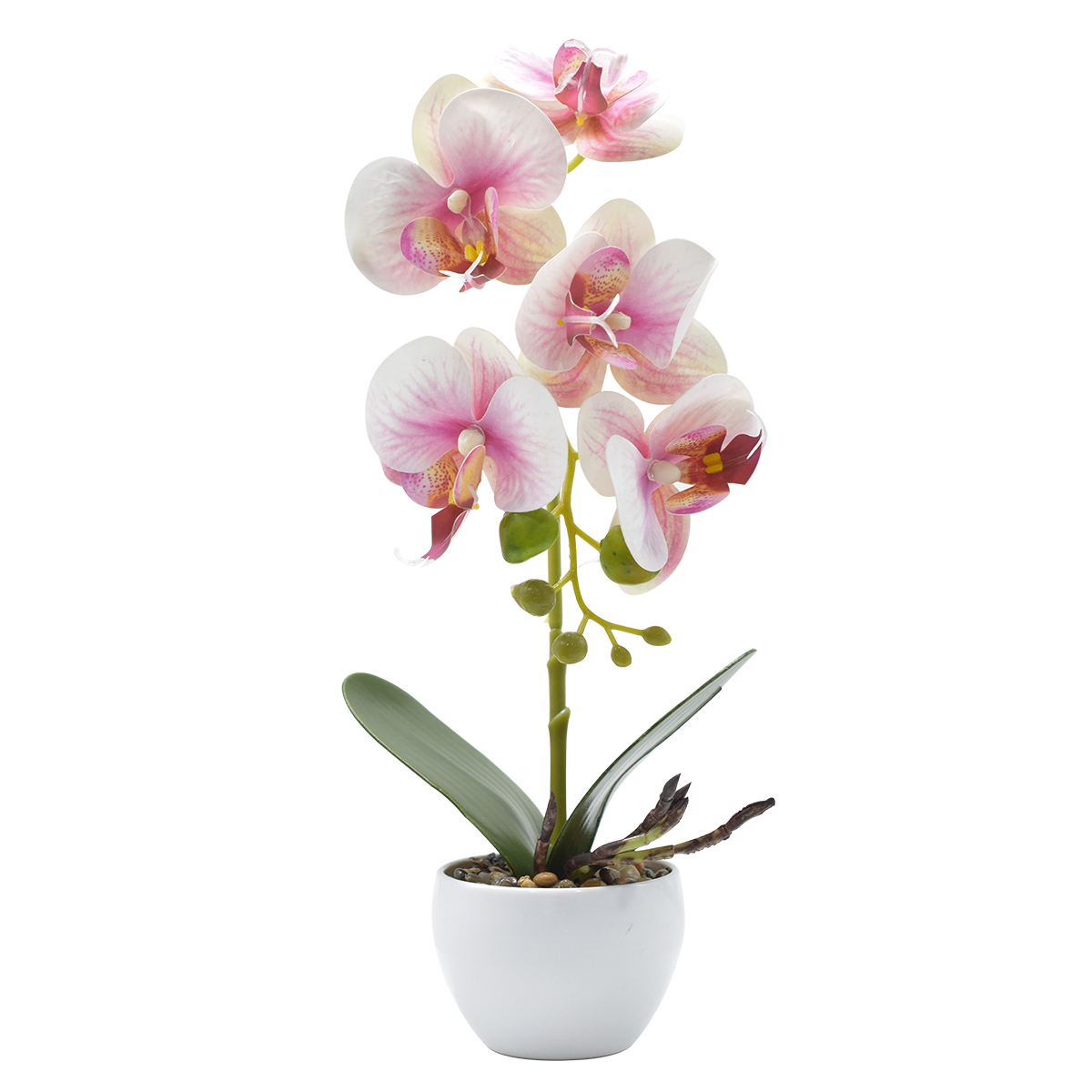 Orhidee cu Aspect Natural in Ghiveci Ceramic