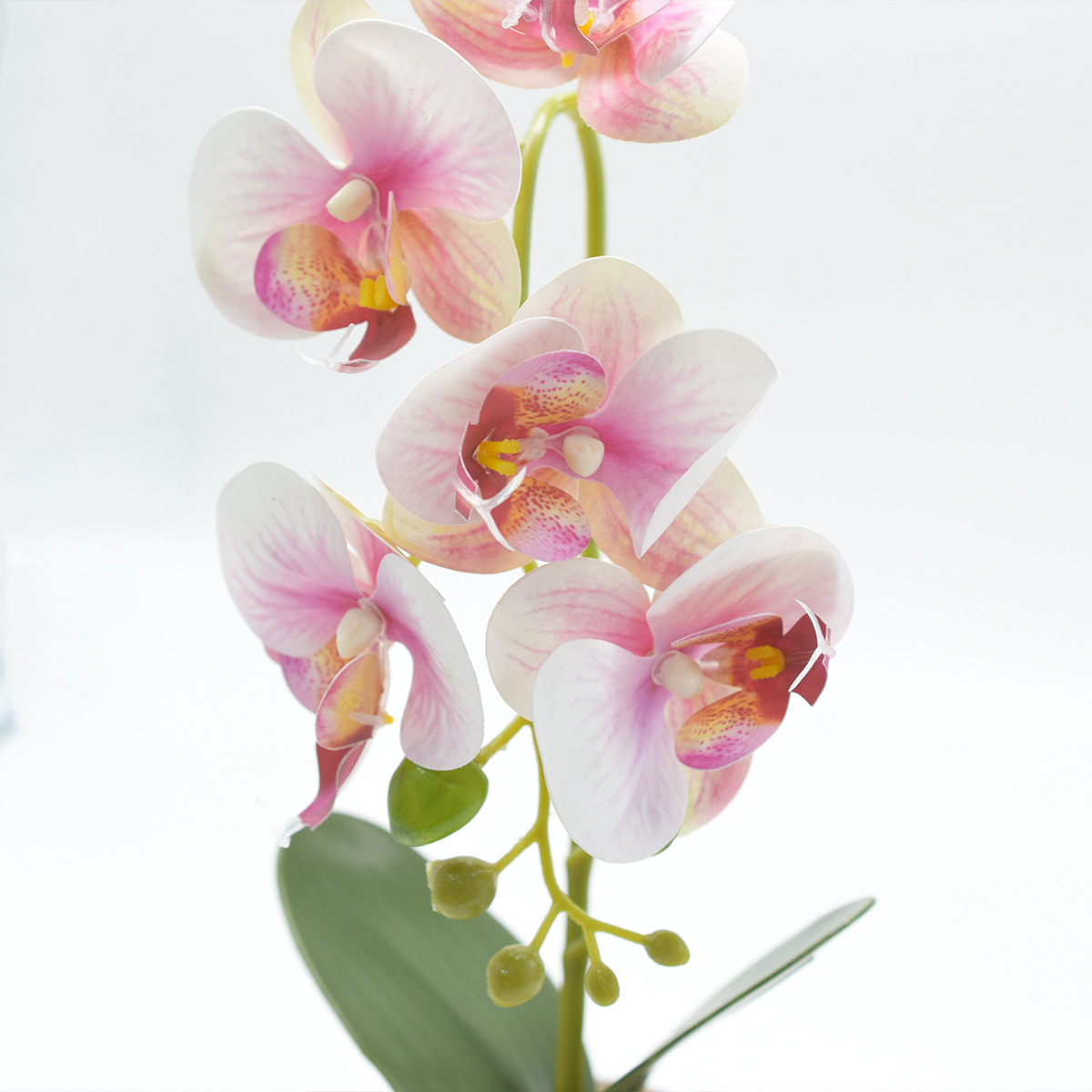 Orhidee cu Aspect Natural in Ghiveci Ceramic - 3